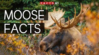 Incredible Moose Facts You Cant Miss [upl. by Haskell809]