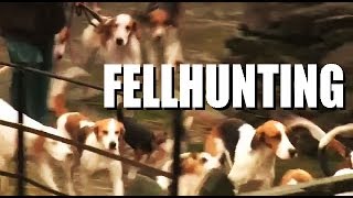 Fellhunting with the Coniston Foxhounds [upl. by Modnar]