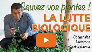 LUTTE BIOLOGIQUEPLANTE VERTEPUCERONSCOCHENILLES [upl. by Secnarf]