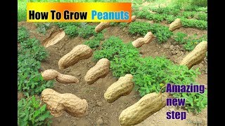 طريقه جديده لزراعه الفول السوداني الجيران مش مصدقين How To GrowPeanuts [upl. by Nollahs]