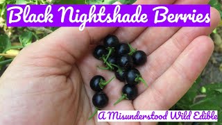 Black Nightshade Berries A Misunderstood Wild Edible [upl. by Ainimre]