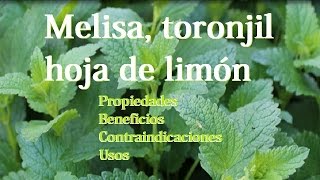 Melisa o toronjil propiedades beneficios contraindicaciones usos y mas [upl. by Nerrawed]