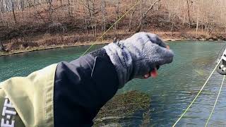 Trout Fishing Maramec Spring Park [upl. by Ennayar867]