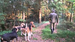 Fox hunting with dogs [upl. by Cleres]