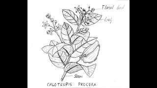 CALOTROPIS PROCERA BIOLOGY DIAGRAM CLASS 12 [upl. by Arymahs]