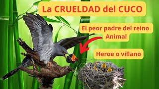 El Oscuro Secreto del Pájaro Cuco que NADIE Conoce [upl. by Samson]