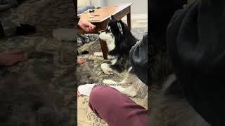 more random facts about my quirky husky husky dogvideos [upl. by Strohben]