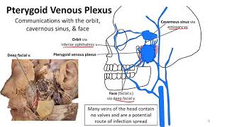 Mastication LO  Pterygoid Venous Plexus [upl. by Ytsirt]