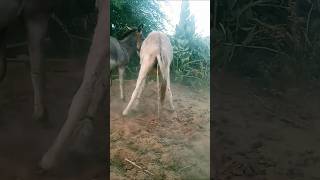 donkeys animals water Masti videos [upl. by Alleirbag332]