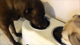 Orijen Dry Kibble amp Freeze Dried Dog Food Review amp Demo  from chewycom [upl. by Sucy]