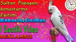 Sultan Papağanı Babacık Cicikuş Konuşma Eğitimi 1 Saat [upl. by Inaliak]