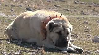 Do you want to know why Kangal dogs are the most loyal breed of dogs [upl. by Moclam]