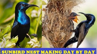 Incredible Nests made by Purple sun birds [upl. by Gris]