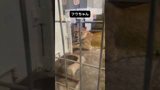 フウとアキラと晩御飯 ライオン 釧路市動物園 [upl. by Leanne]