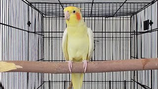 Male Cockatiel Singing Sounds  Cockatiel Calls  Cockatiel Whistling [upl. by Elkraps557]