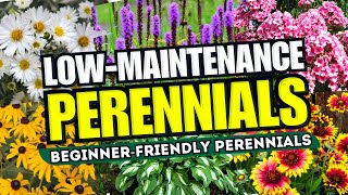 😍 Top 10 LowMaintenance Perennial Flowers ANYONE Can Grow  BeginnerFriendly 🌼💪 [upl. by Ylro]