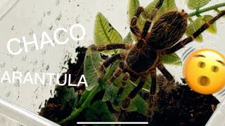 Chaco Golden Knee Rehousing  Best Tarantula for Beginners 🕷️ [upl. by Adiv]