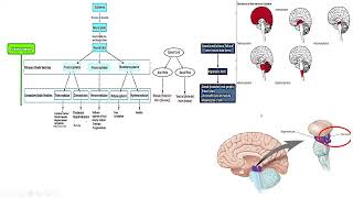 Pathology Made EasySystemic Pathology 12CNS Diseases5 [upl. by Alodie]