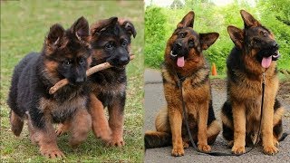 Funny and Cute German Shepherd Puppies Compilation 1  Cutest GSD [upl. by Bibah]