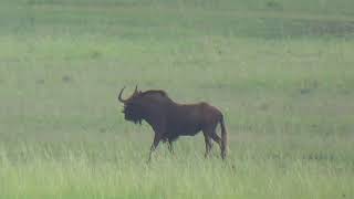 Black Wildebeest Hunting in South Africa With A 375 Ruger [upl. by Earb]