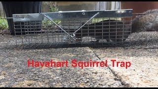 Havahart Small Animal Squirrel Rat Mouse Trap Instruction amp Demonstration [upl. by Aicercal]