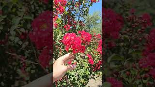 Crespon Astronomica Atmosférica Árbol de júpiter Crape Myrtle Lagerstroemia indica [upl. by Ainud]