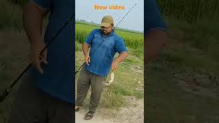 Indian redbilled and Catfish catching in small stream youtubeshorts fishing shorts [upl. by Suirtemid]