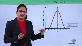 Class10th – Factors Affecting Enzyme Activity  Enzymes  Tutorials Point [upl. by Sterne]