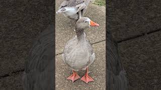 The Pilgrim Geese Ambarvale Australia [upl. by Aratnahs]