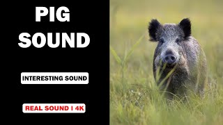 Real Pig Sounds  High Quality  Interesting Pig Sound Experience  4K [upl. by Lolly]