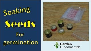 Best way to soak seeds for fast germination [upl. by Nivrek]