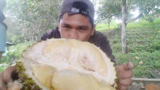 durian mukbang [upl. by Budworth]