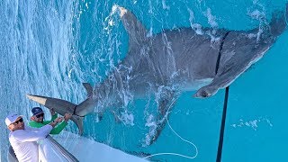 MASSIVE World Record Size Hammerhead Shark Caught Fishing with Greg Norman [upl. by Elkcim808]