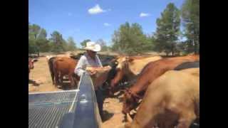 Cattle Rustling on the Rise in Texas [upl. by Eneleahcim]