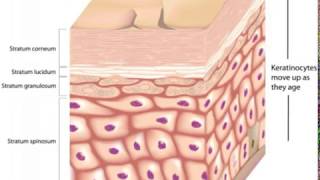 What is the Stratum Lucidum [upl. by Ashwin]