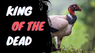 King Vulture  The King Of The Dead [upl. by Halil]