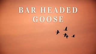 Bar Headed Goose [upl. by Unders]