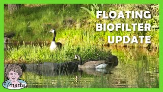 Floating Biofilter Update Year 4 [upl. by Ahsilad]