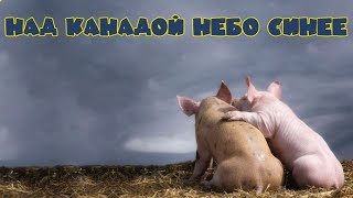 НАД КАНАДОЙ НЕБО СИНЕЕ [upl. by Kwabena]