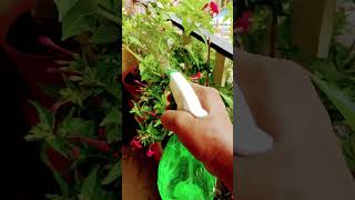 Best Care Tips for Flowers plant terracegardening flowerplant ytshorts viralshort trendingshort [upl. by Farrington875]