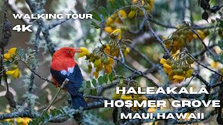 Maui Nature Walking Tour Hosmer Grove in Haleakalā National Park  4K treadmill walking tour [upl. by Ihsakat862]