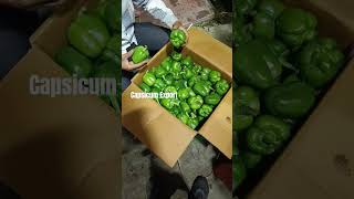 quotHighQuality Capsicum Export  Fresh amp Organic  DSR IND FARMINGquotshorts simlamirch [upl. by Neelyaj]