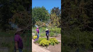 Topping and Shaping Our Tabebuia Tree Hard short [upl. by Thetos987]