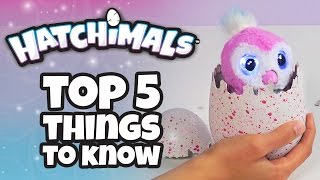 Hatchimals  Top 5 Things You Need To Know About Hatchimals [upl. by Anert152]