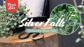 How does Dichondra Silver Falls grow What does it look like [upl. by Lonne]