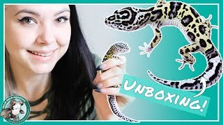 Unboxing My New Leopard Gecko [upl. by Lan959]