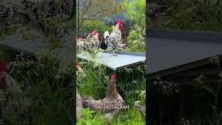 SIR EXCALIBUR kräht Unser EXCHEQUER LEGHORN Hahn  Beautiful Leghorn rooster crowing on our farm [upl. by Naujad]