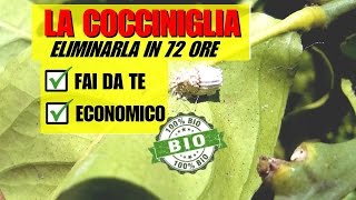 INSETTICIDA PER ELIMINARE LA COCCINIGLIA [upl. by Whelan]