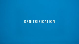 Understanding Nitrogen Loss Denitrification [upl. by Nytsirc530]