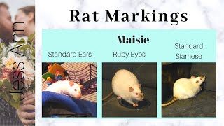 My Rat Types Markings and Colors  Pet Rat Varieties [upl. by Trab]